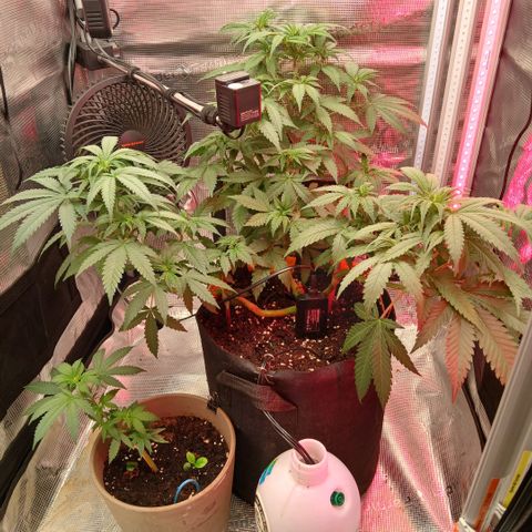 Green Poison ( Experiment SpF/L1 ) growlog timeline photo