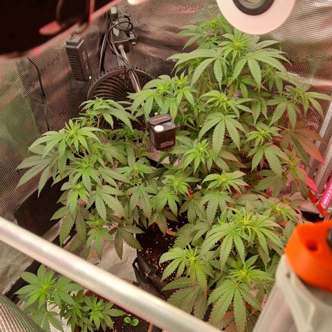 Green Poison ( Experiment SpF/L1 ) growlog timeline photo