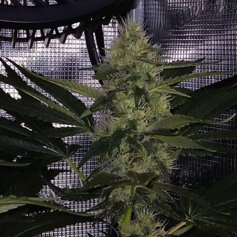 Blue-zushi growlog timeline photo