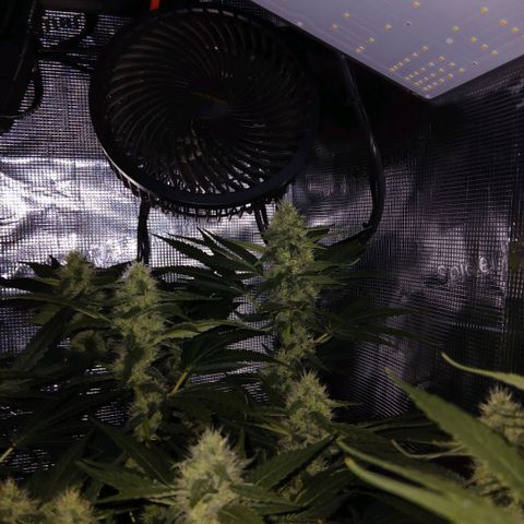 Blue-zushi growlog timeline photo