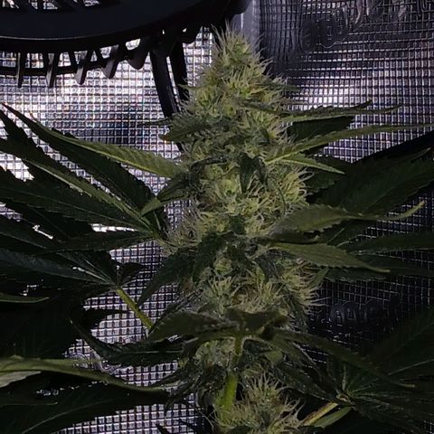 Blue-zushi growlog timeline photo