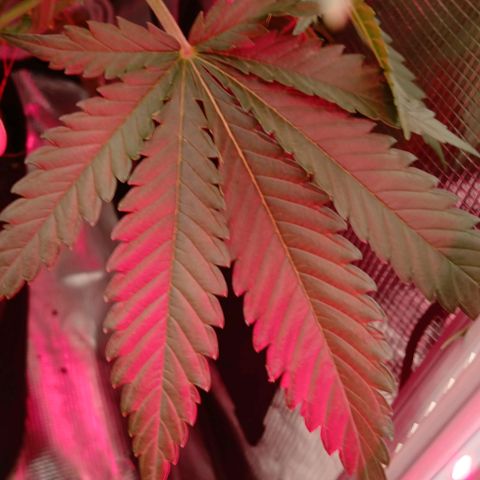 Green Poison ( Experiment SpF/L1 ) growlog timeline photo