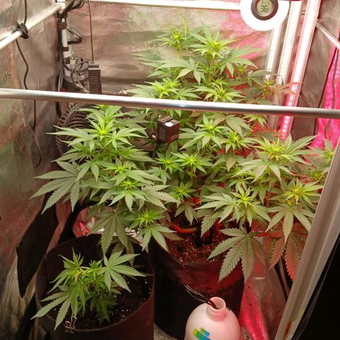 Green Poison ( Experiment SpF/L1 ) growlog timeline photo