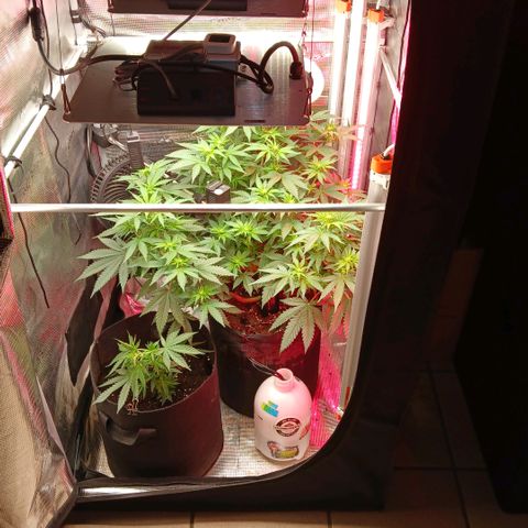 Green Poison ( Experiment SpF/L1 ) growlog timeline photo