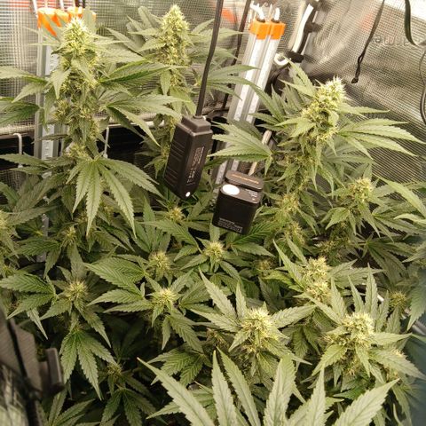 Blue-zushi growlog timeline photo