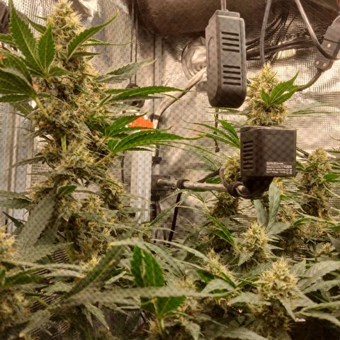 Blue-zushi growlog timeline photo