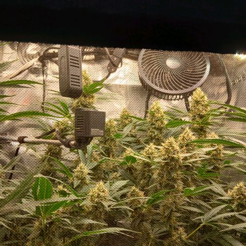 Blue-zushi growlog timeline photo