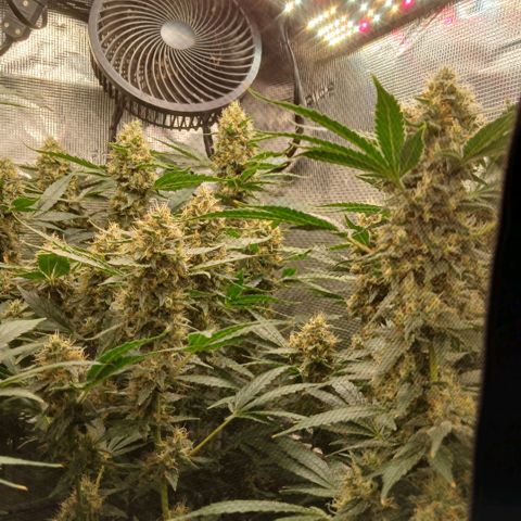 Blue-zushi growlog timeline photo