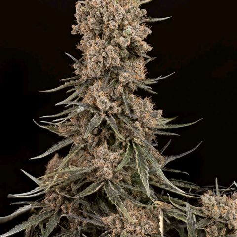 Blue-zushi growlog timeline photo