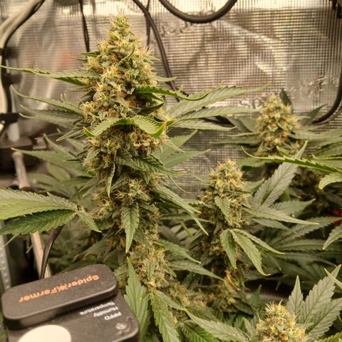 Blue-zushi growlog timeline photo