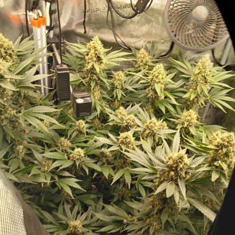 Blue-zushi growlog timeline photo