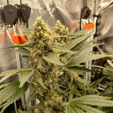 Blue-zushi growlog timeline photo