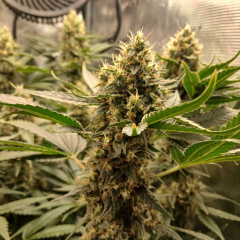 Blue-zushi growlog timeline photo