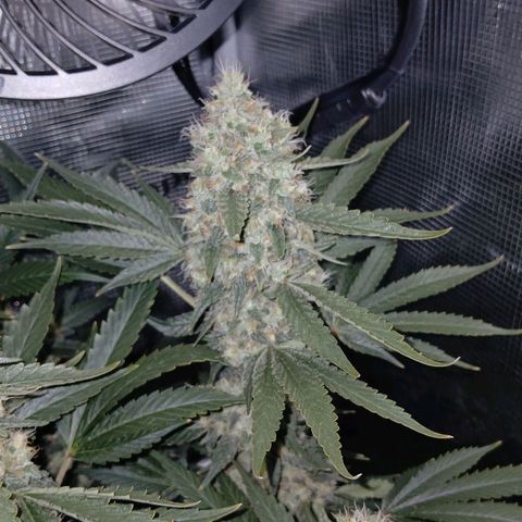 Blue-zushi growlog timeline photo