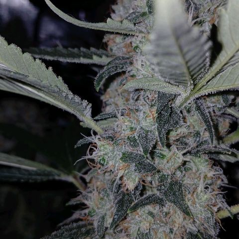 Blue-zushi growlog timeline photo