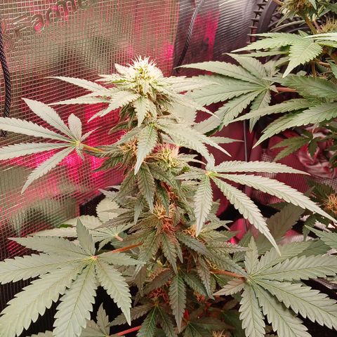 Green Poison ( Experiment SpF/L1 ) growlog timeline photo