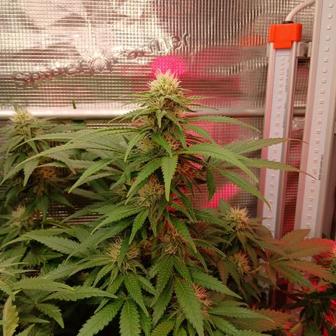 Green Poison ( Experiment SpF/L1 ) growlog timeline photo