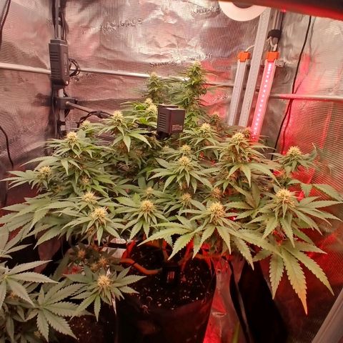 Green Poison ( Experiment SpF/L1 ) growlog timeline photo