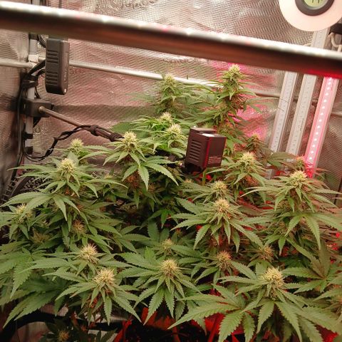 Green Poison ( Experiment SpF/L1 ) growlog timeline photo
