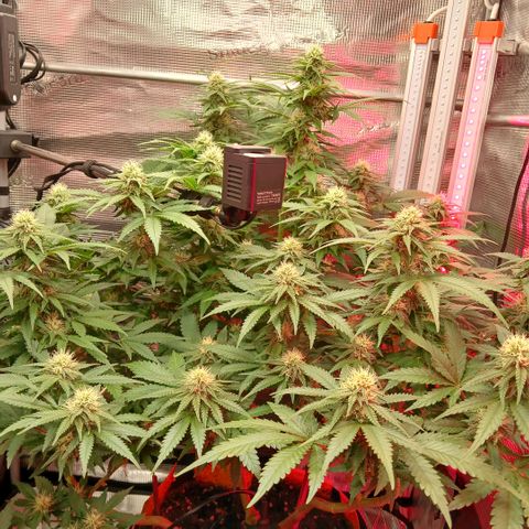 Green Poison ( Experiment SpF/L1 ) growlog timeline photo