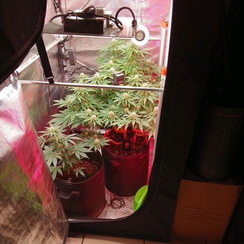 Green Poison ( Experiment SpF/L1 ) growlog timeline photo