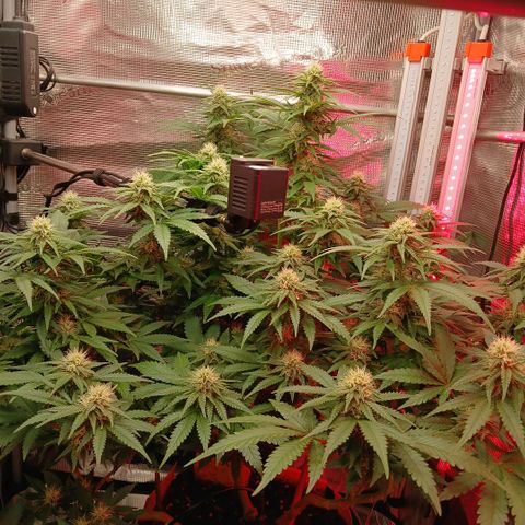 Green Poison ( Experiment SpF/L1 ) growlog timeline photo