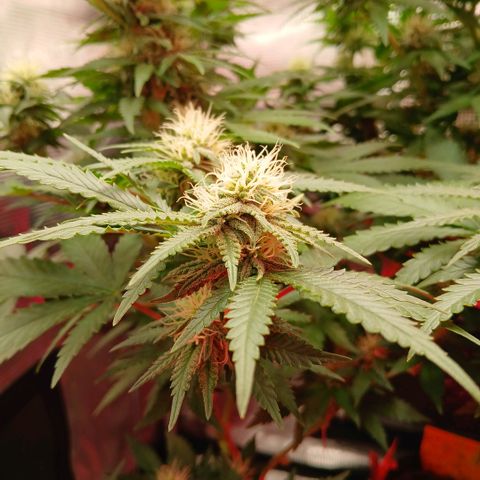 Green Poison ( Experiment SpF/L1 ) growlog timeline photo