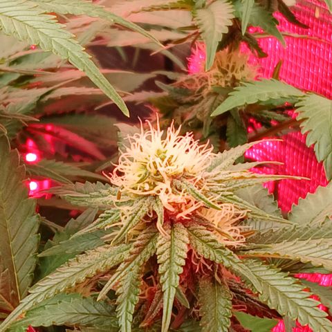 Green Poison ( Experiment SpF/L1 ) growlog timeline photo