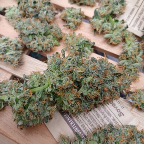 Blue-zushi growlog timeline photo