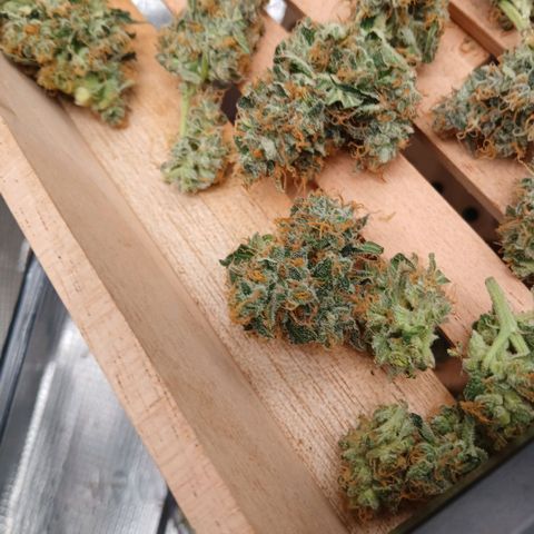 Blue-zushi growlog timeline photo