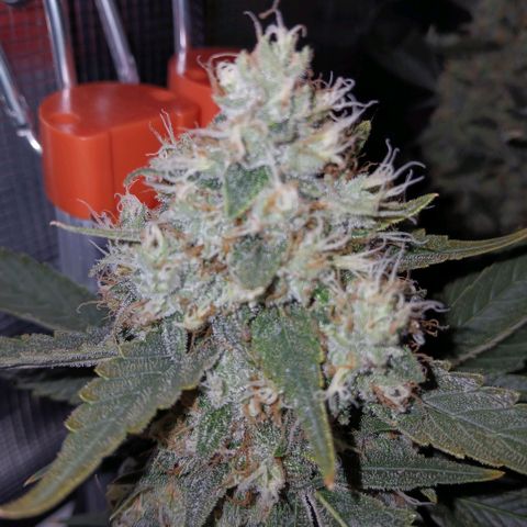 Blue-zushi growlog timeline photo