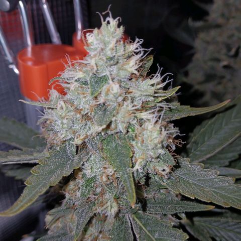 Blue-zushi growlog timeline photo
