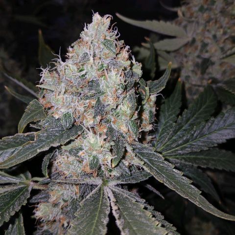 Blue-zushi growlog timeline photo
