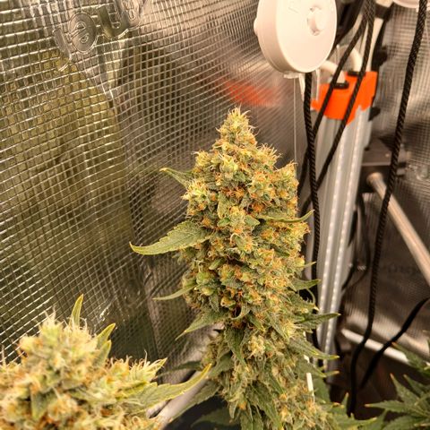 Blue-zushi growlog timeline photo