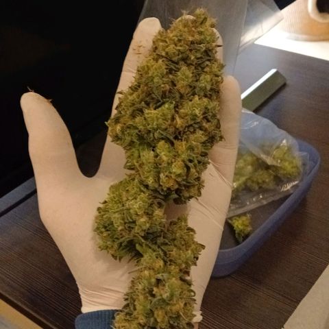 Blue-zushi growlog timeline photo