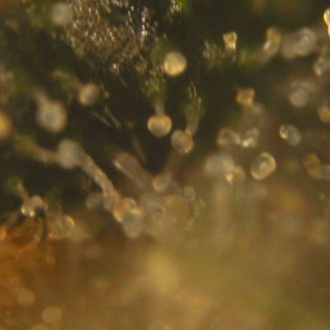 Blue-zushi growlog timeline photo