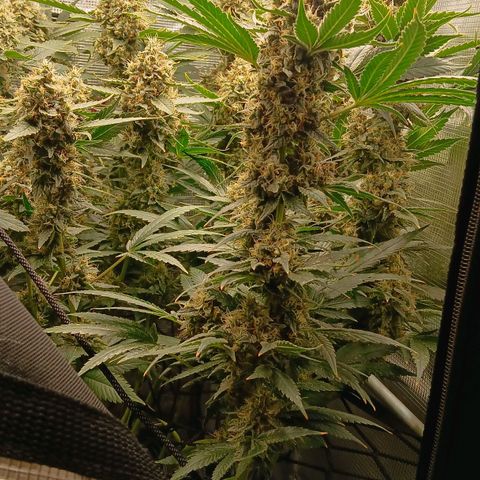 Blue-zushi growlog timeline photo