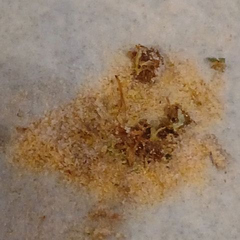 Blue-zushi growlog timeline photo