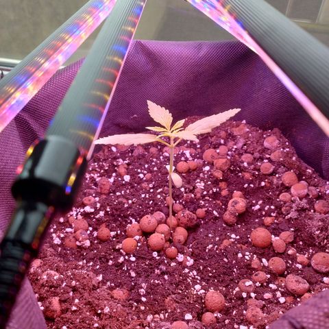 Biscuit growlog photo: Strong girl 💪