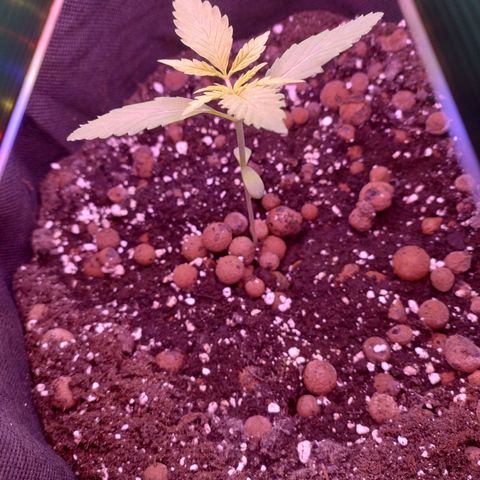Biscuit growlog timeline photo