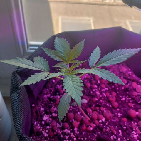 Biscuit growlog timeline photo