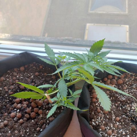 Biscuit growlog timeline photo