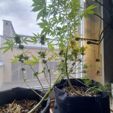 Biscuit growlog photo: Chop day