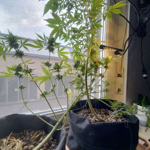 Biscuit growlog photo: Chop day