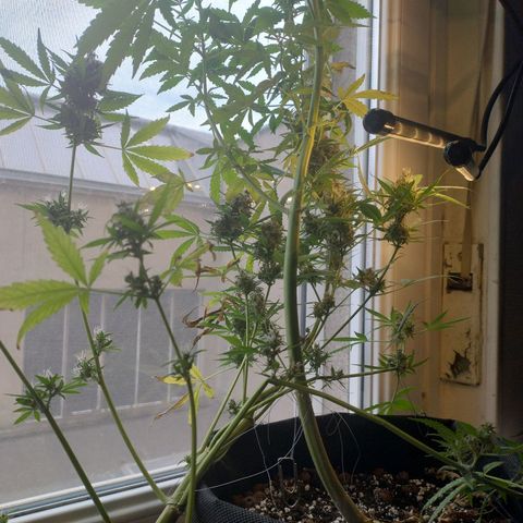 Biscuit growlog photo: Chop day