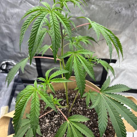 Gloria - First Grow (Clone) growlog photo: 19 inches to top