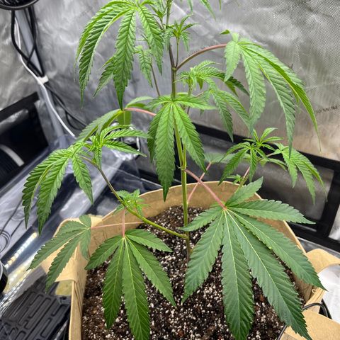 Gloria - First Grow (Clone) growlog photo: 19 inches to top
