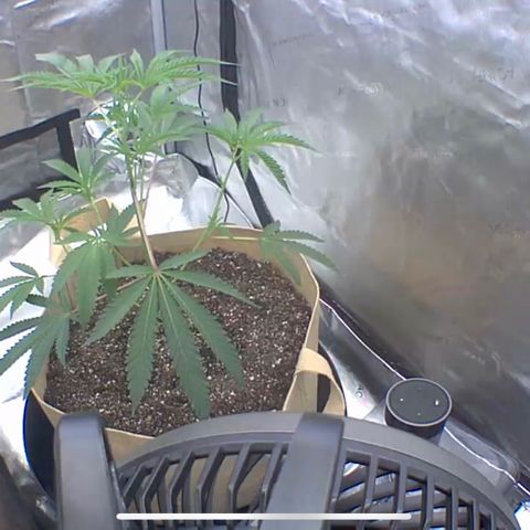 Gloria - First Grow (Clone) growlog timeline photo