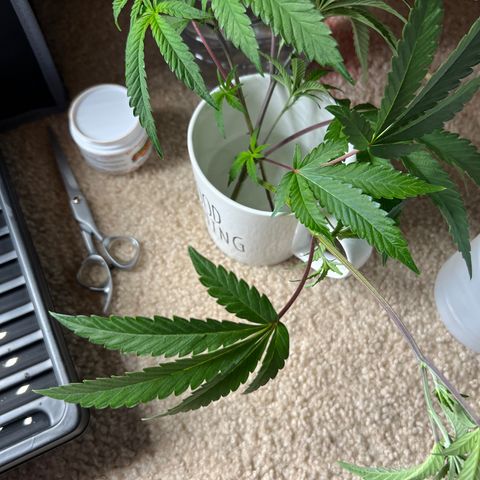 Gloria - First Grow (Clone) growlog photo: Topping and cloning trimmings.