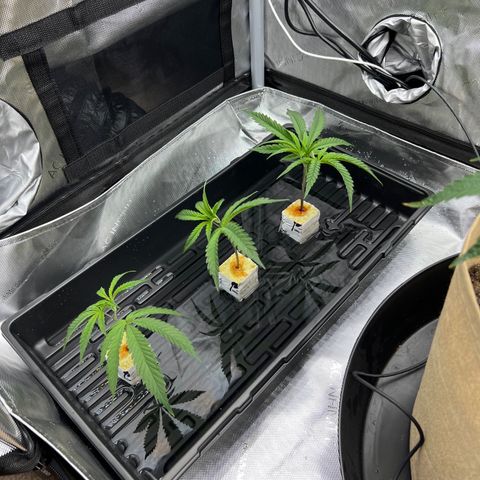 Gloria - First Grow (Clone) growlog photo: Topping and cloning trimmings.